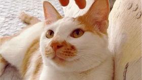 吃瓜视频大全高清